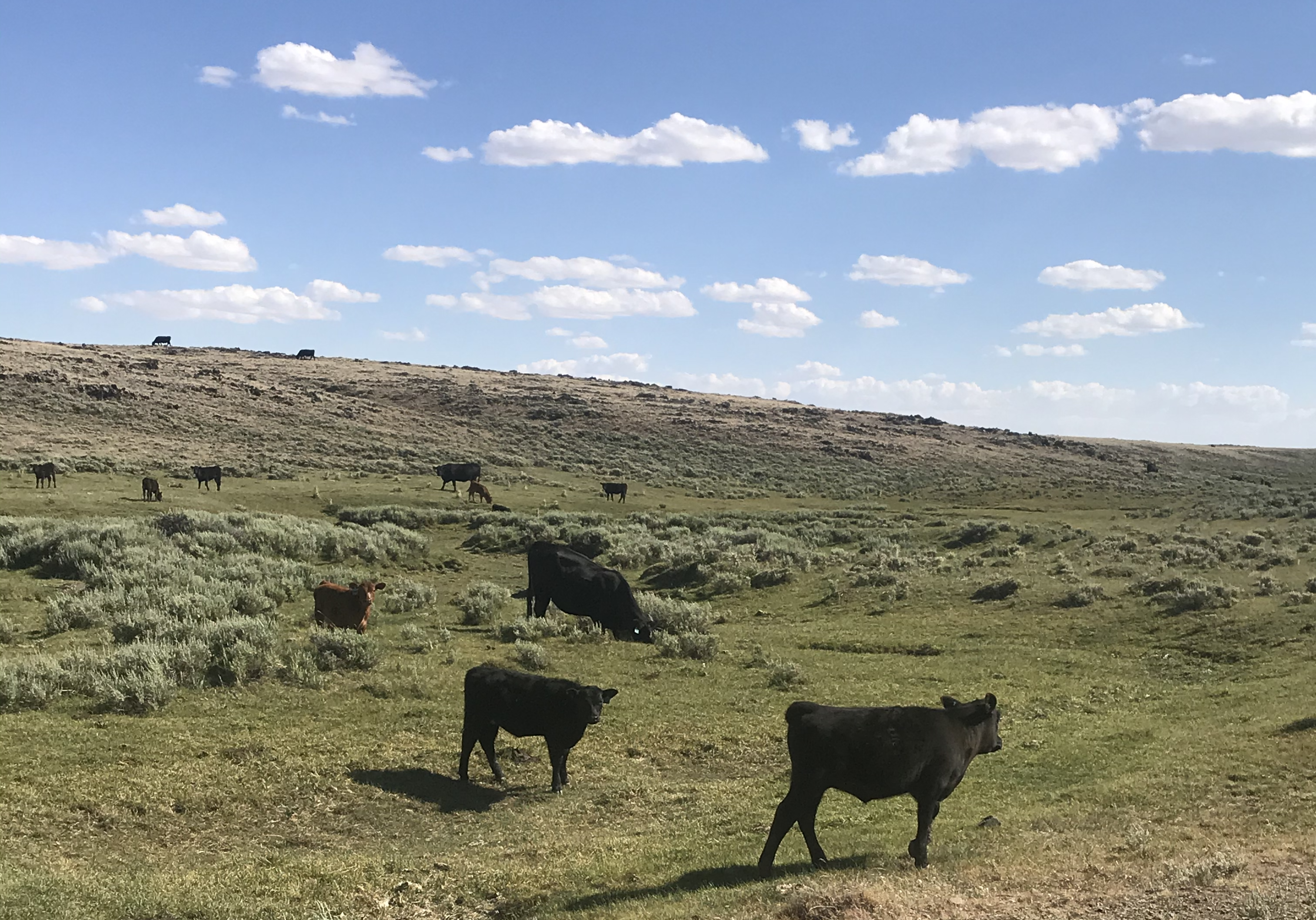 Lummis, Colleagues, Introduce Legislation to Protect WY Agriculture Industry